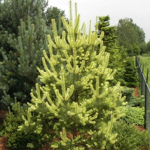 Pinus sylvestris 'Candlelight' - Harilik mänd 'Candlelight' C5/5L